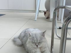 -怪兽屋·羊驼·猫咖·狗咖(俊华广场店)