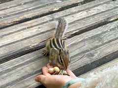 -五营红松林海景区