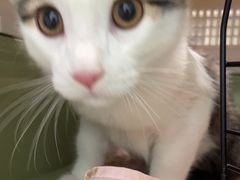 -辛巴宠物医疗中心·骨科·内分泌专科·心肾专科(亭林公园店)