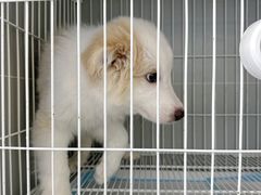 -翊宠yipet猫狗购宠庄园犬舍•猫舍