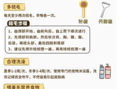 -喵百万·布偶·蓝金金渐层英短·猫舍(百子湾店)
