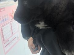 -乖乖宠物医院·猫科·急重症中心(车站北路分院)