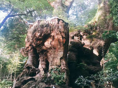 -来宫神社