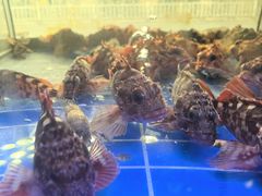 -金海湾海鲜排档(朱家尖店)