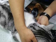 -瑞派长江宠物医院·猫科·外科·24小时夜护(谊城公寓分院)