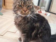 -酷豆宠物咖啡·宠物美食·撸猫馆