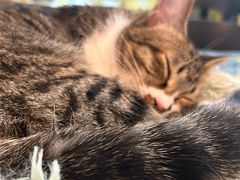 -平行世界·猫咖(首经贸店)