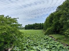 -上海海湾国家森林公园