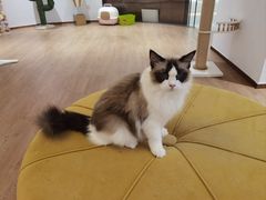 -1013 PET SHOP精品宠物商店(丁香店)