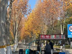 -合肥滨湖国家森林公园