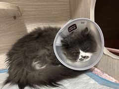 -四月宠物医院·猫专科·心脏专科·内科(转塘店)