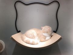 -飞行喵MR PILOT|猫舍·猫咖(静安大融城店)