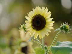 -花开海上生态园