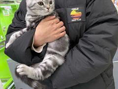 -唐小姐の猫狗洗护·购宠旗舰店(周浦万达店)