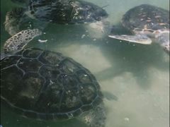 -临沂极地海洋王国