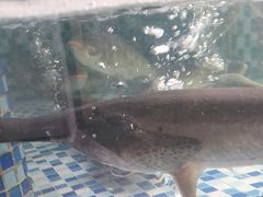 -后湖小院·乡野田园菜