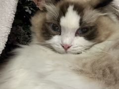 -安安宠医宠物医院·异宠·犬猫内科(岳阳分院)