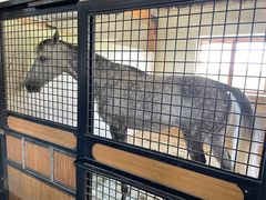 -北京群众马术培训基地