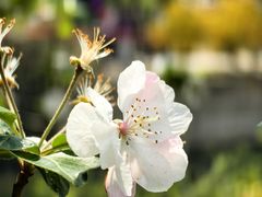 -海棠花溪(元大都城垣遗址公园)