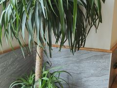 -宋益驴蹄子面肉夹馍(辛家庙店)