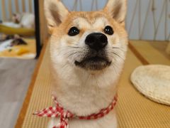 -柴迷FANS CLUB·柴犬狗咖·猫咖