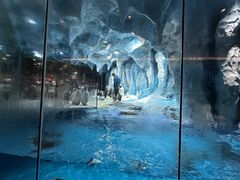 -帝企鹅自助餐厅•儿童岛•真企鹅(长隆企鹅酒店)