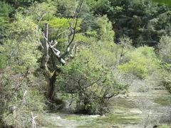 -九寨沟-树正沟