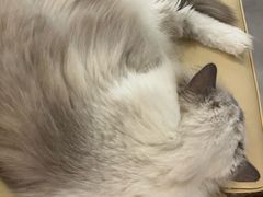 -安格丽娜·狗咖·猫咖羊驼咖(春熙路百盛商场店)