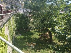 -西霞口神雕山野生动物世界