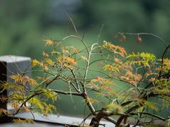 -雁荡山三折瀑景区