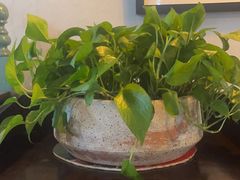 -手选潮汕鲜牛肉火锅(二七广场店)