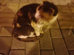 -萌兽医馆·犬猫专科·眼科中心·宠物医院(朝阳门分院)