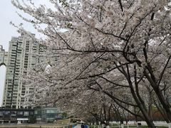 -西北湖绿化广场