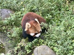 -都江堰中华大熊猫苑