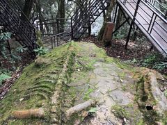 -云南屏边大围山国家公园