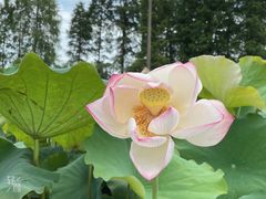 -大莲湖农家乐(青西郊野公园店)