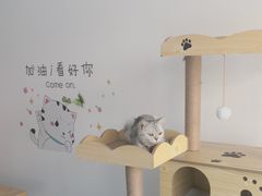 -绒爪撸猫下午茶·猫咖