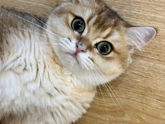 -有喵·猫咖·狗咖·30几只猫10只小狗(岗厦店)