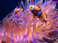 -悉尼海洋生物水族馆