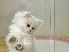 -青奢宠物·青奢猫舍