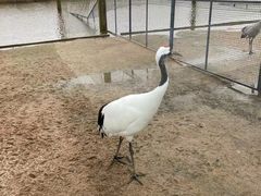 -盐城丹顶鹤湿地生态旅游区