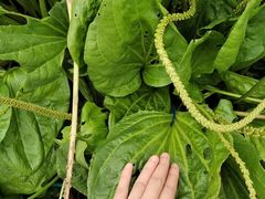 -广西壮族自治区药用植物园