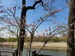 -桃花堤公园