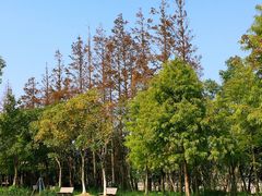 -上海长兴岛郊野公园