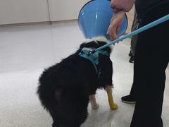 -谐和贝康宠物医院24小时·宠保定点(急重症转诊中心)