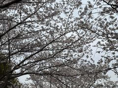 -高东镇樱花园