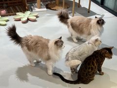 -豆逗聊愈猫阁Easy Life