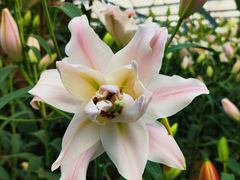 -郑州中国绿化博览园