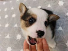 -菲丽丝宠物医院·24小时·猫科中心·免疫点(淮海分院)