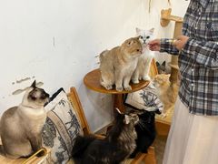 -李小姐の猫咖啡馆(五角场店)